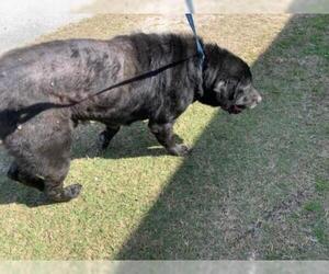 Mastador Dogs for adoption in Ocala, FL, USA