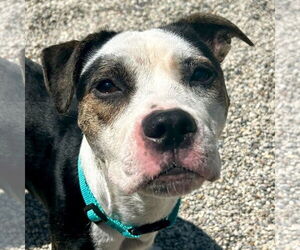 American Pit Bull Terrier-Unknown Mix Dogs for adoption in Jefferson, WI, USA
