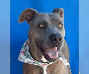 American Staffordshire Terrier-Unknown Mix Dogs for adoption in Pasadena, CA, USA