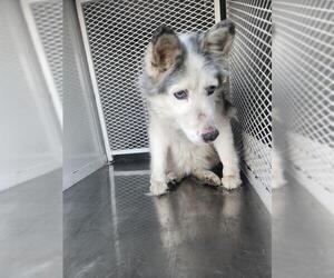 Siberian Husky Dogs for adoption in Bakersfield, CA, USA