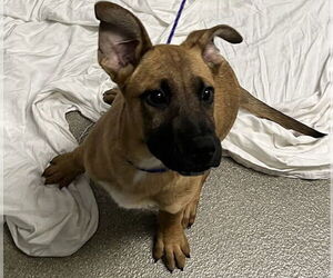 German Shepherd Dog-Unknown Mix Dogs for adoption in Las Vegas, NV, USA