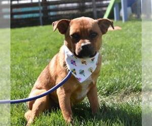 Shug Dogs for adoption in Bakersfield, CA, USA