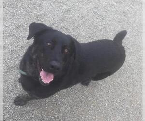 Labrador Retriever Dogs for adoption in Matthews, NC, USA
