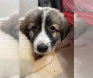 Great Pyrenees-Unknown Mix Dogs for adoption in Plymouth, MN, USA