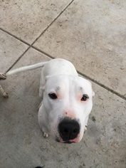 Dogo Argentino Dogs for adoption in Los Banos, CA, USA