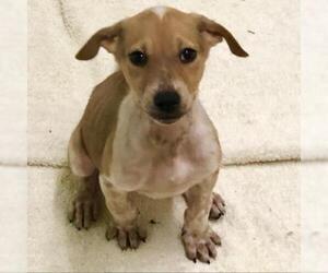 Carolina Dog Dogs for adoption in Tempe, AZ, USA