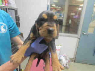 Black and Tan Coonhound Dogs for adoption in Oklahoma City, OK, USA