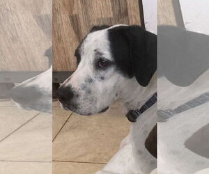 Beagle-Unknown Mix Dogs for adoption in Pottstown, PA, USA