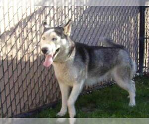 Siberian Husky Dogs for adoption in Norco, CA, USA