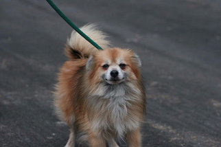 Pomeranian Dogs for adoption in Batavia, NY, USA