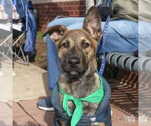 Retriever -Unknown Mix Dogs for adoption in Washington, DC, USA