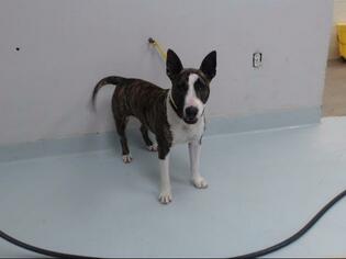 Bull Terrier Dogs for adoption in Pasadena, TX, USA