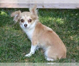 Chihuahua Dogs for adoption in West Valley, UT, USA