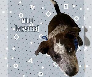 American Pit Bull Terrier-Unknown Mix Dogs for adoption in Tulsa, OK, USA
