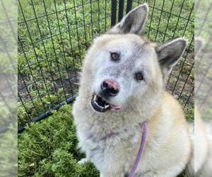 Akita Dogs for adoption in Riverwoods, IL, USA