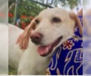 Labrador Retriever-Spaniel Mix Dogs for adoption in El Cajon, CA, USA