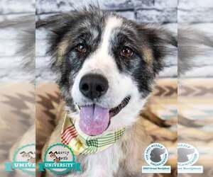 Basset Hound-Collie Mix Dogs for adoption in Kennesaw, GA, USA