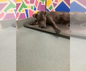 Mutt Dogs for adoption in Baytown, TX, USA