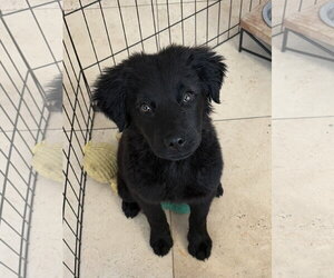 Mutt Dogs for adoption in San Diego, CA, USA