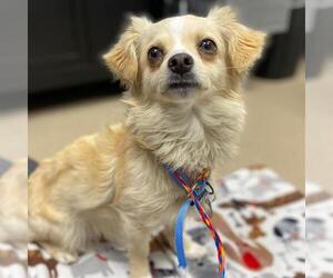 Chihuahua-Cocker Spaniel Mix Dogs for adoption in Aurora, CO, USA