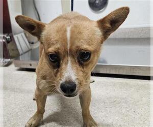 Chihuahua Dogs for adoption in Bakersfield, CA, USA