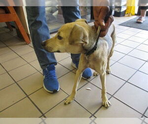Mutt Dogs for adoption in Ocala, FL, USA