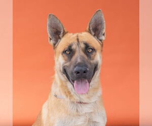 German Shepherd Dog Dogs for adoption in Pasadena, CA, USA