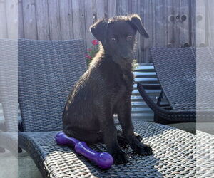 Mutt Dogs for adoption in Denton, TX, USA