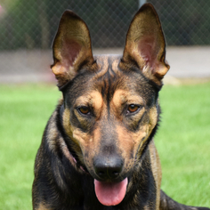 Medium Photo #1 Collie-German Shepherd Dog Mix Puppy For Sale in Huntley, IL, USA