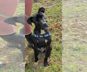 Mutt Dogs for adoption in Rockaway, NJ, USA