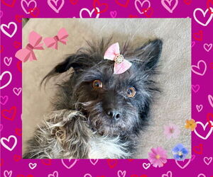 Poodle (Toy)-Unknown Mix Dogs for adoption in Littleton, CO, USA