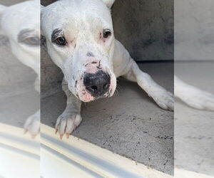 Staffordshire Bull Terrier Dogs for adoption in Sugar Land, TX, USA