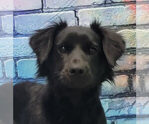 Dachshund-Spaniel Mix Dogs for adoption in Wetumpka, AL, USA