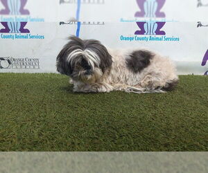 Shih Tzu Dogs for adoption in Orlando, FL, USA