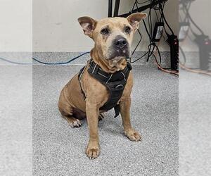 Medium Photo #2 American Pit Bull Terrier-Unknown Mix Puppy For Sale in Pasadena, TX, USA