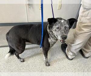 Australian Cattle Dog-Unknown Mix Dogs for adoption in Visalia, CA, USA