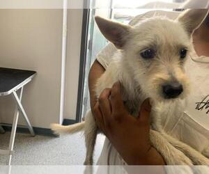Cairn Terrier Dogs for adoption in Visalia, CA, USA