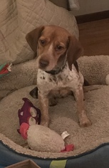 Beagle Dogs for adoption in O Fallon, MO, USA