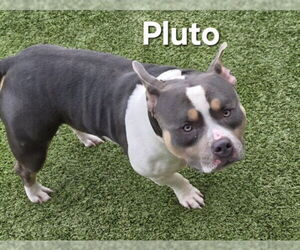 Bull Terrier Dogs for adoption in Derwood, MD, USA