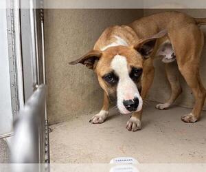 American Pit Bull Terrier-Unknown Mix Dogs for adoption in Oklahoma City, OK, USA