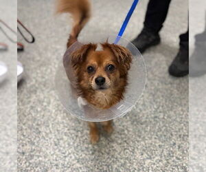 Chihuahua-Unknown Mix Dogs for adoption in Boston, MA, USA