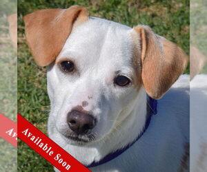 Dachshund-Jack Russell Terrier Mix Dogs for adoption in Huntley, IL, USA