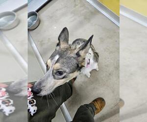 - Mix Dogs for adoption in Temple, TX, USA