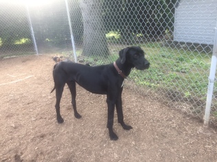 Great Dane Dogs for adoption in Grantville, PA, USA