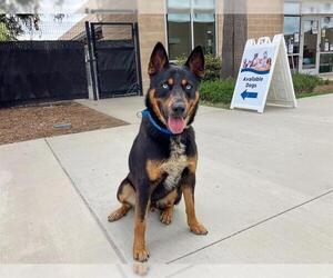 Australian Kelpie-Siberian Husky Mix Dogs for adoption in Orange, CA, USA