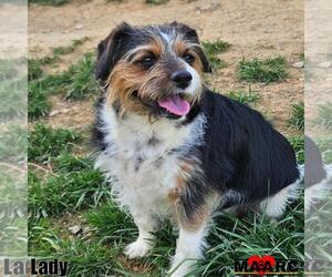 Border Terrier-Jack Russell Terrier Mix Dogs for adoption in Maryville, TN, USA