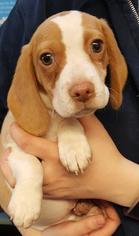 Beagle Dogs for adoption in Fargo, ND, USA