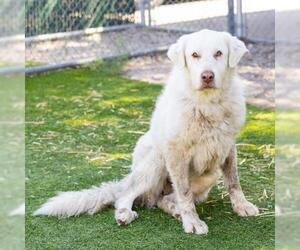 Anatolian Shepherd-Great Pyrenees Mix Dogs for adoption in Camarillo, CA, USA