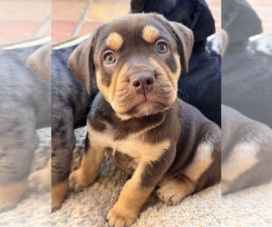 Bulldog-Labrador Retriever Mix Dogs for adoption in Lake Elsinore, CA, USA