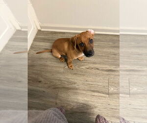 Dachshund-Unknown Mix Dogs for adoption in Plainfield, IL, USA